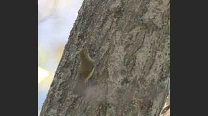 Tanımsız