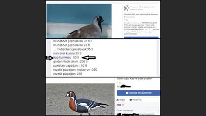 Tanımsız