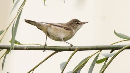 Tanımsız