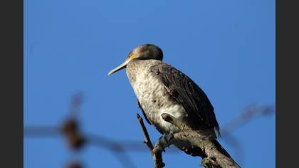 Karabatak