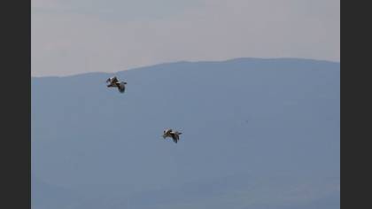 Tanımsız