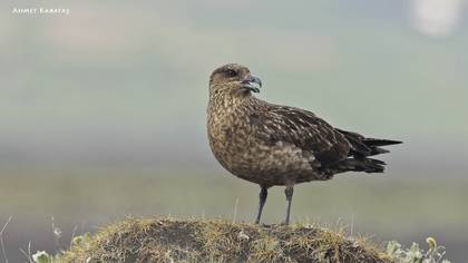 Büyük Korsanmartı