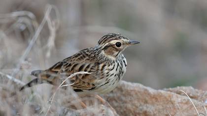 Tanımsız