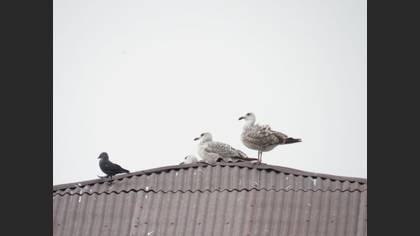 Tanımsız