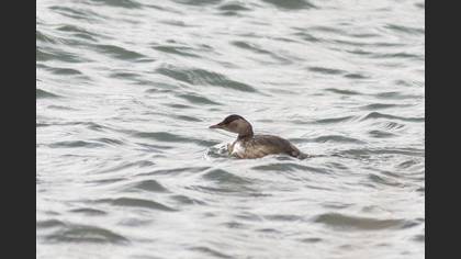 Tanımsız