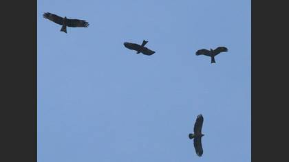 Tanımsız