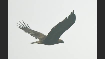 Tanımsız