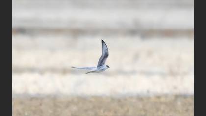 Bıyıklı Doğan