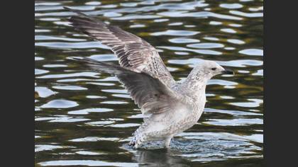 Tanımsız