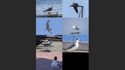 Tanımsız