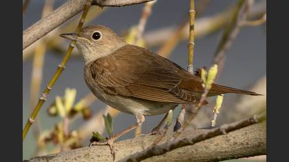 Tanımsız
