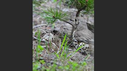 Tanımsız