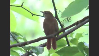 Tanımsız