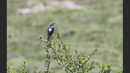 Tanımsız