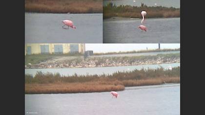 Küçük Flamingo