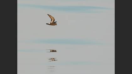 Fırtınakırlangıcı