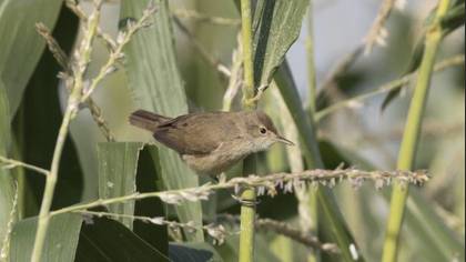Tanımsız