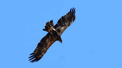 Şah Kartal
