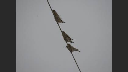 Kaya Serçesi