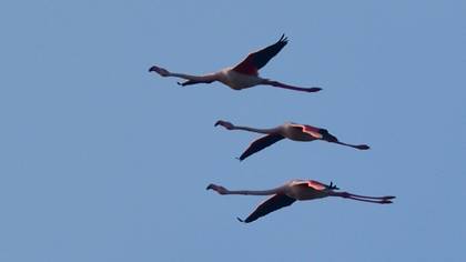 Flamingo