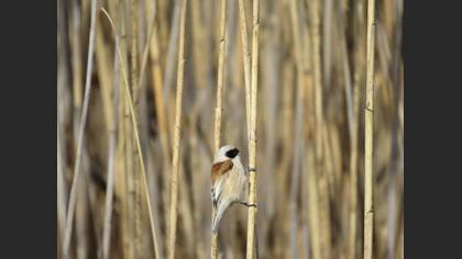 Çulhakuşu