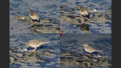 Tanımsız