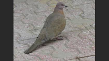 Küçük Kumru