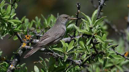 Zeytin Mukallidi
