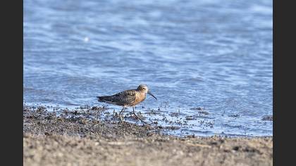Kızıl Kumkuşu