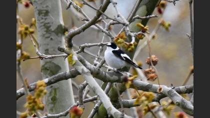 Halkalı Sinekkapan