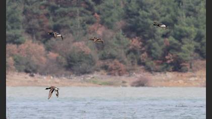 Yeşilbaş