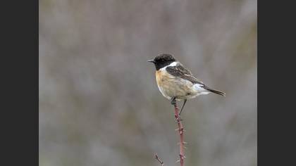 Taşkuşu