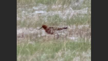 Kızıl Kumkuşu