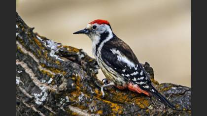 Ortanca Ağaçkakan