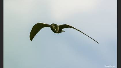 Kara Sumru