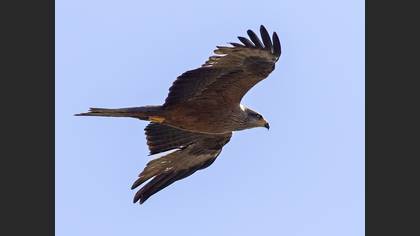 Kara Çaylak