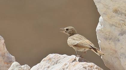 Çöl Toygarı