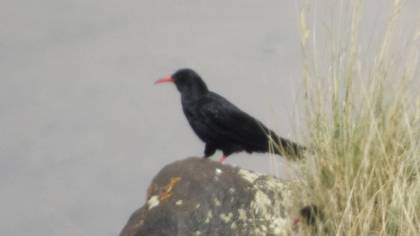 Kırmızıgagalı Dağ Kargası