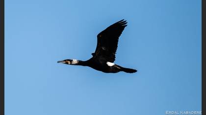 Karabatak