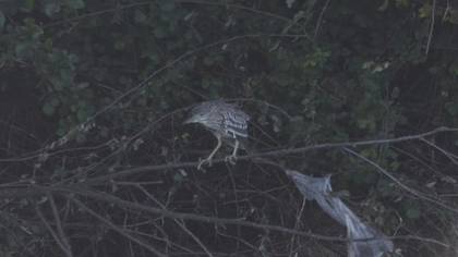 Gece Balıkçılı