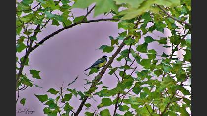 Büyük Baştankara