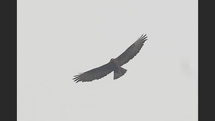 Şahin