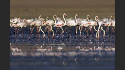 Flamingo