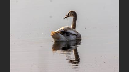 Kuğu