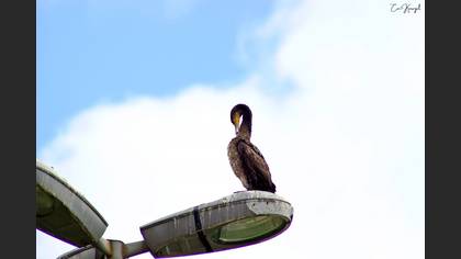 Karabatak