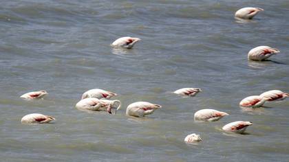 Flamingo