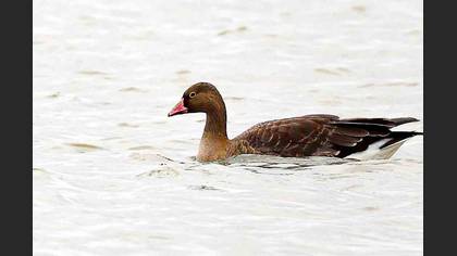 Küçük Sakarca