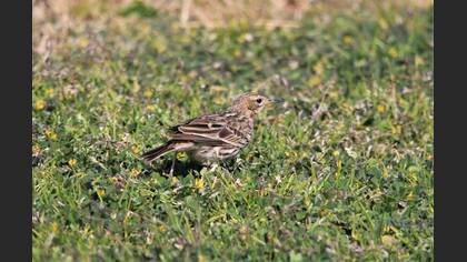 Kızılgerdanlı İncirkuşu