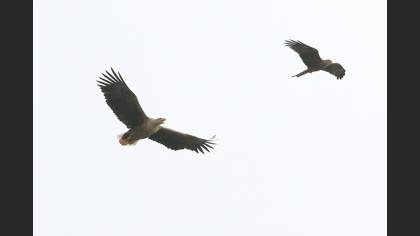 Akkuyruklu Kartal