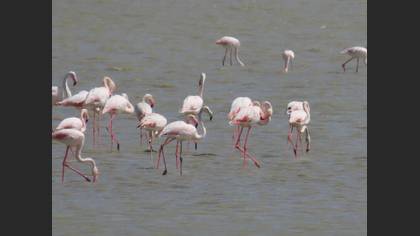Flamingo